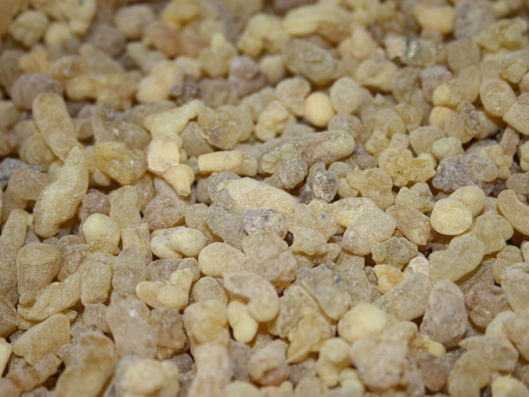 Weihrauch Eritrea - Boswellia papyrifera