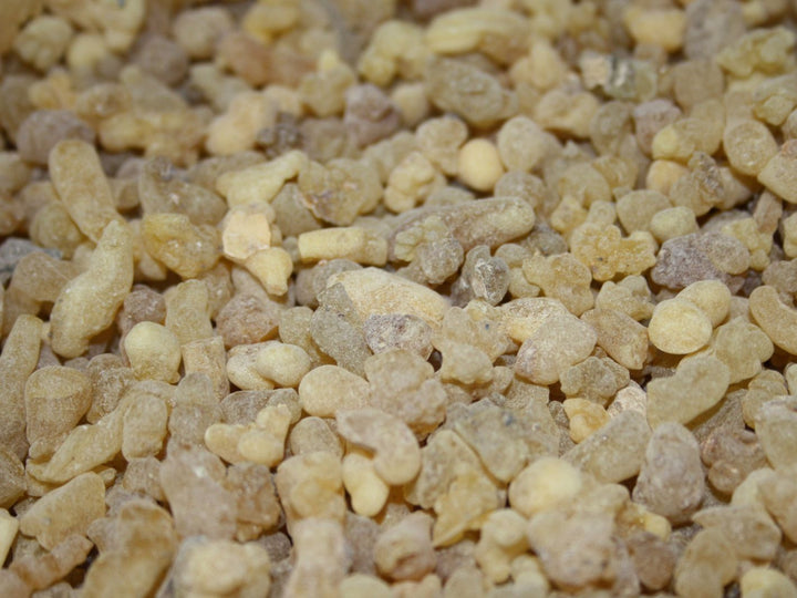 Weihrauch Eritrea - Boswellia papyrifera