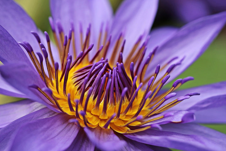 Blauer Lotus - Nymphaea caerulea