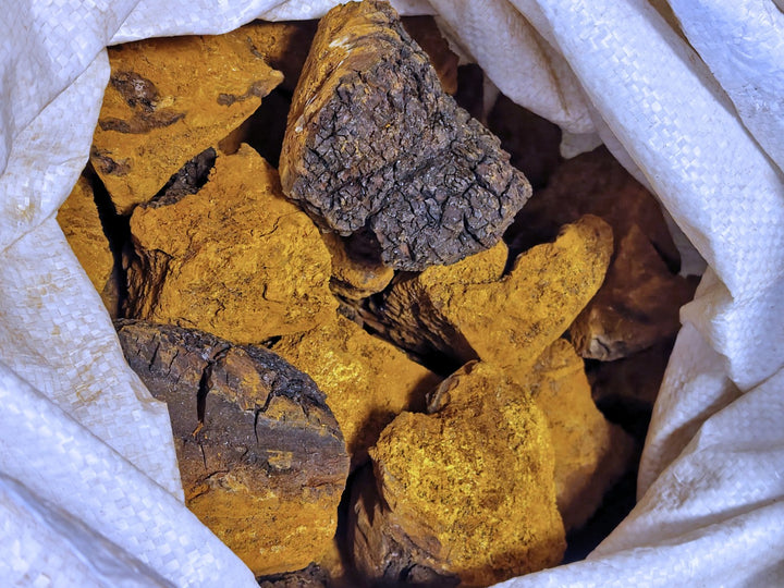 Chaga - Inonotus obliquus