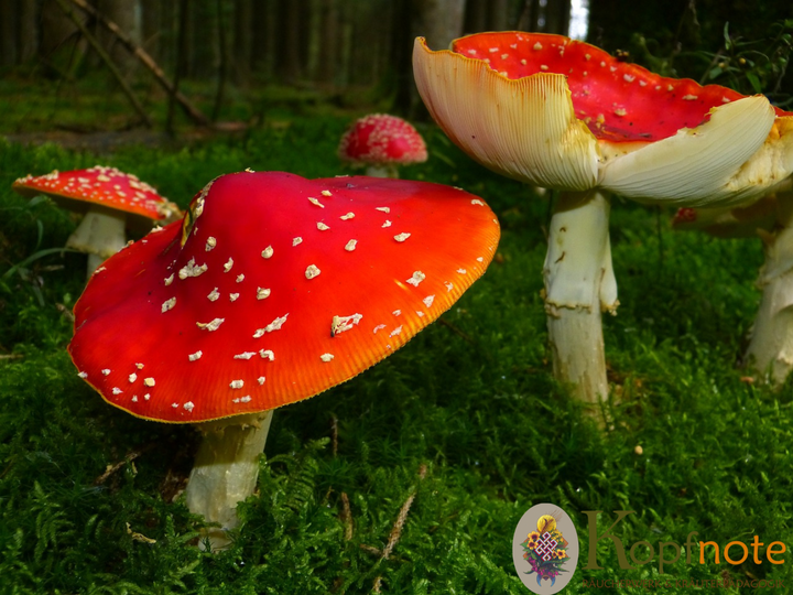 Fliegenpilz - Amanita muscaria