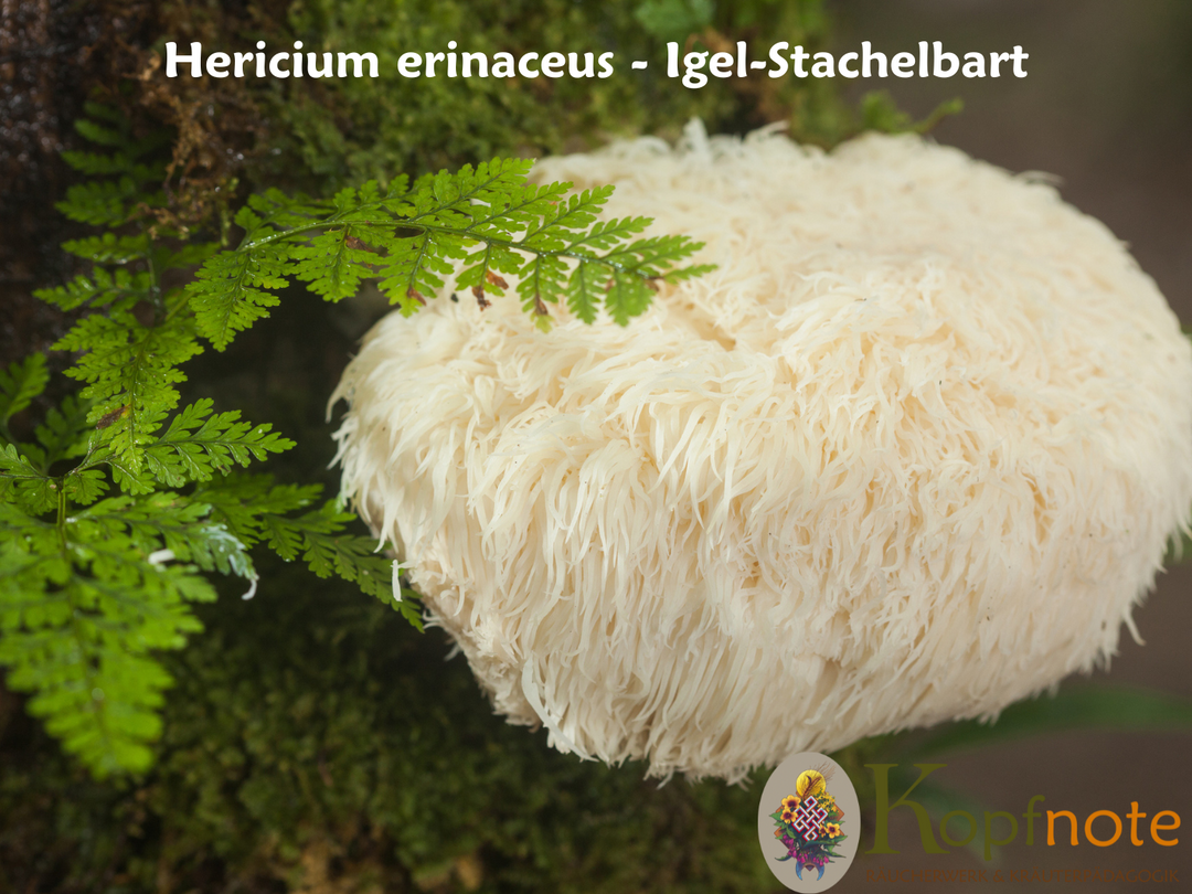 Igel-Stachelbart - Hericium erinaceus