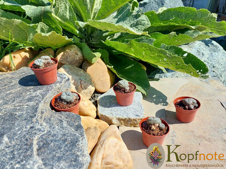 Peyote - Lophophora williamsii Lebendpflanze