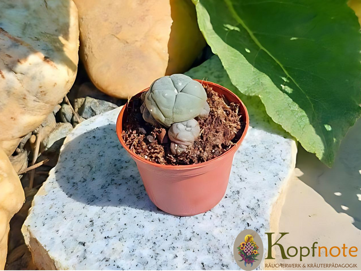 Peyote - Lophophora williamsii Lebendpflanze