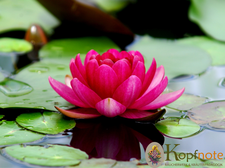 Indischer Lotus - Nelumbo nucifera