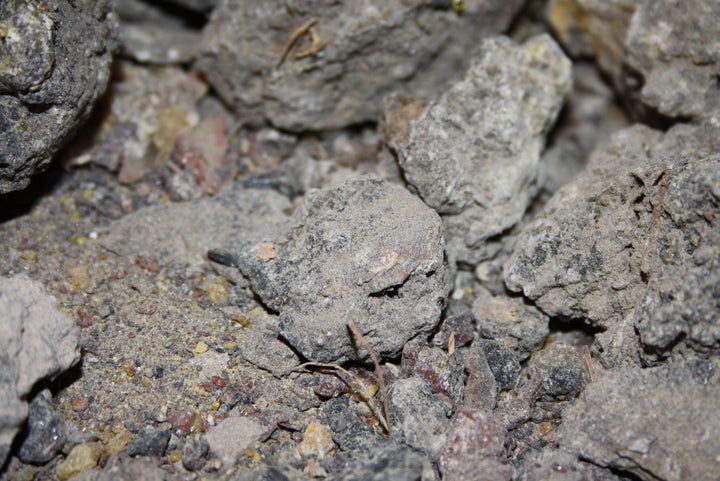 Copal negro - Protium paniculatum