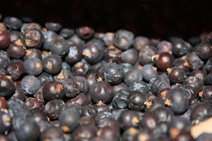 Wacholderbeeren - Juniperus communis