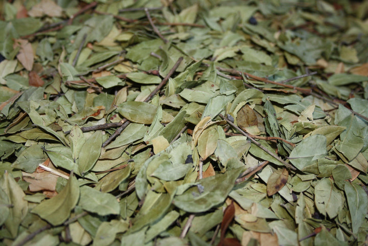 Myrte - Myrtus communis