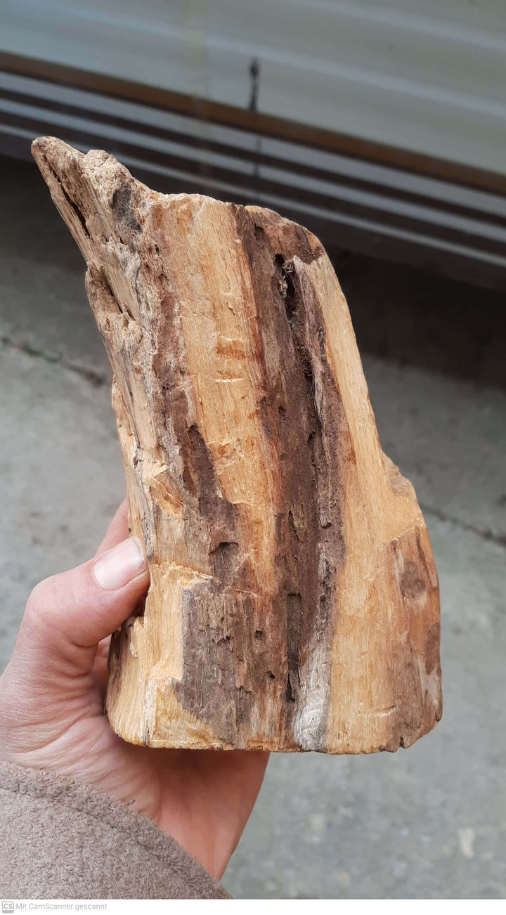 Palo Santo Holz 380g - Bursera graveolens